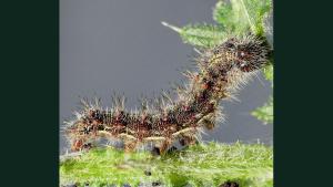 Aufwind2025 aktuell 17