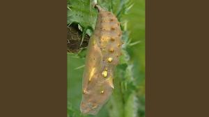 Aufwind2025 aktuell 21