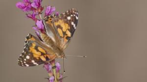 Aufwind2025 aktuell 33